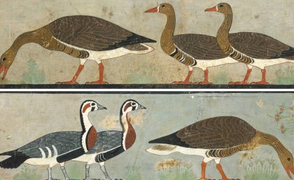 Image            above: 'Meidum Geese', Chapel of Itet, mastaba of Nefermaat            and Itet (Dynasty 4), Meidum, Egypt. Image: C.K. Wilkinson.